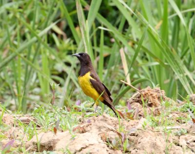 Yellow-rumped Marshbird_6149.jpg