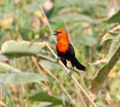 Scarlet-headed Blackbird_1023.jpg