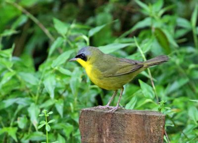 Southern Yellowthroat - male_3947.jpg