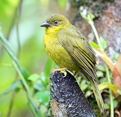 Olive-green Tanager_3151.jpg