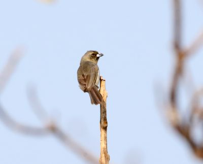 Black-faced Tanager - juvenile_2737.jpg