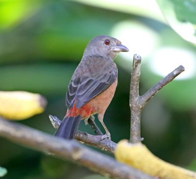 Brazilian Tanager - female_5076.jpg
