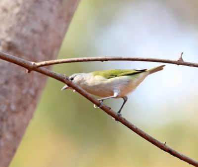 Chestnut-vented Conebill - female_6925.jpg