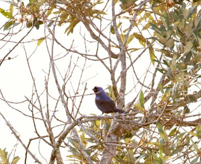 Diademed Tanager_5715.jpg
