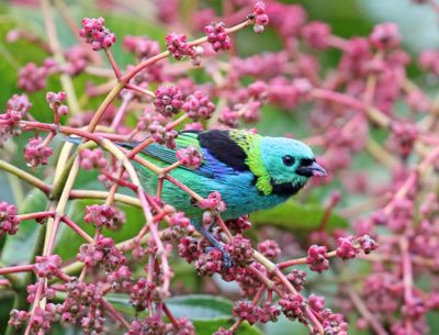 Green-headed Tanager_6155.jpg
