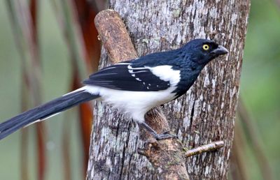 Magpie Tanager_3722.jpg