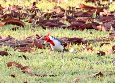 Red-crested Cardinal_8171.jpg
