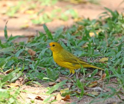 Saffron Finch - male_7102.jpg