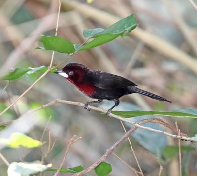 Silver-beaked Tanager - male_0914.jpg