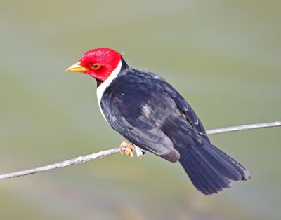 Yellow-billed Cardinal_7123.jpg