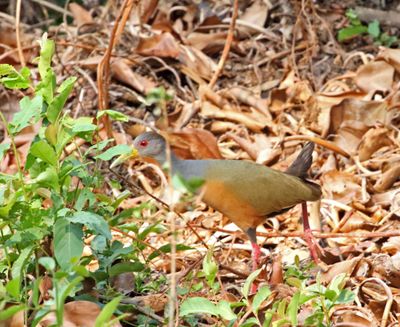 Grey-cowled Wood Rail_1731.jpg