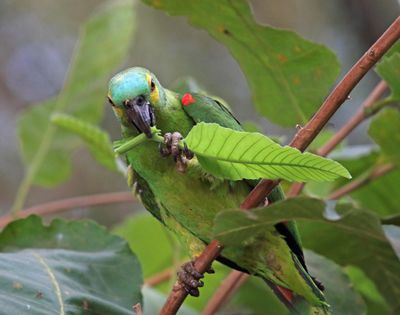Turquoise-fronted Amazon_1811.jpg