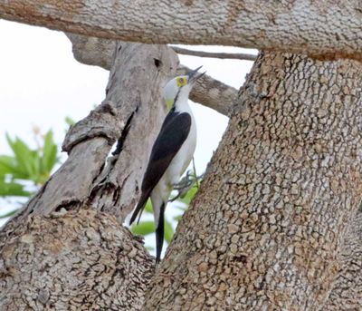 White Woodpecker_8493.jpg