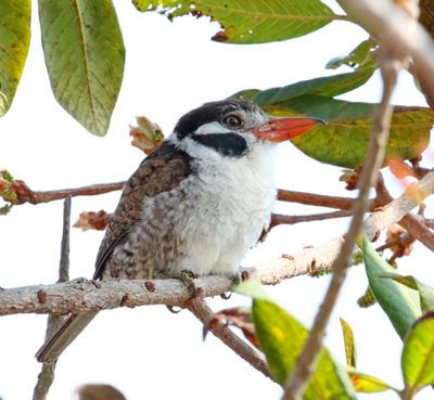 White-eared Puffbird_2847.jpg