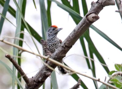 White-wedged Piculet - male_1618.jpg