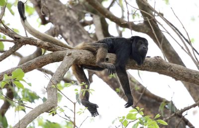 Black Howler - juvenile male_2412.jpg