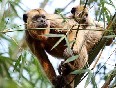 Black Howler_2553.jpg