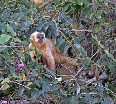 Black-striped Capuchin_8774.jpg