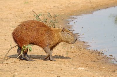 Capabaras, Caviies