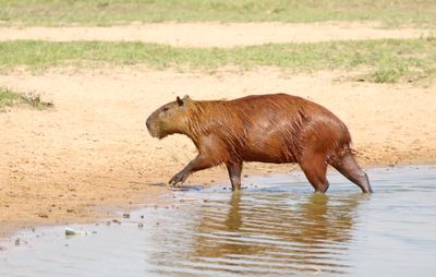 Capybara_7139.jpg