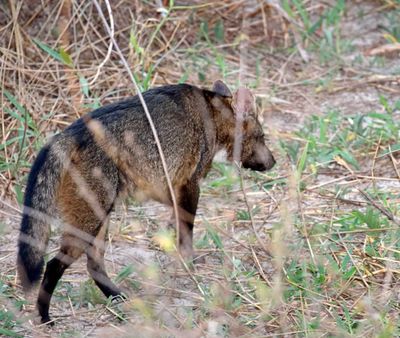 Crab-eating Fox_2057.jpg