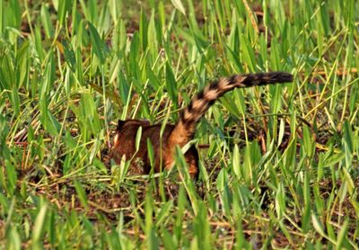 South American Coati_7467.jpg