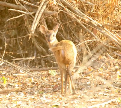 Red Brocket Deer_2204.jpg
