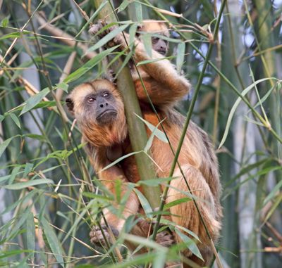 Black Howler - female and baby_2571.jpg