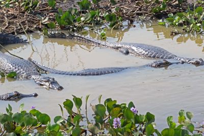 reptiles