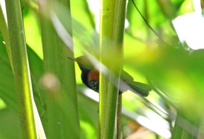 Black-hooded Antwren - male_5974.jpg