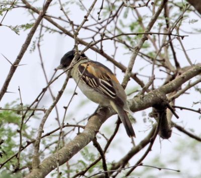 Grey-collared Becard - immature male_6347.jpg