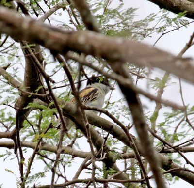 Grey-collared Becard - immature male_6391.jpg