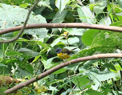 Uganda birds and wildlife