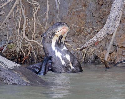 Giant Otter_9392.jpg