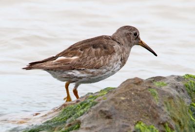 Purple Sandpiper_6468.jpg