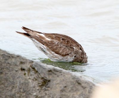 Purple Sandpiper_6496.jpg