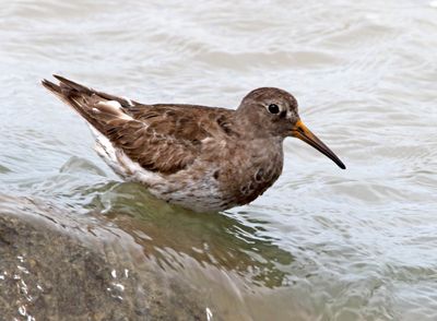Purple Sandpiper_6564.jpg