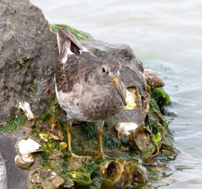 Purple Sandpiper_6625.jpg