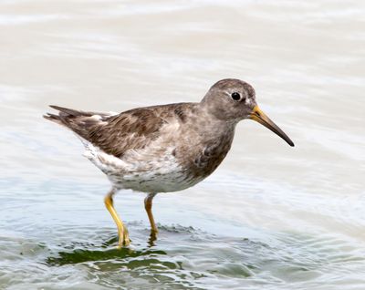Purple Sandpiper_6667.jpg
