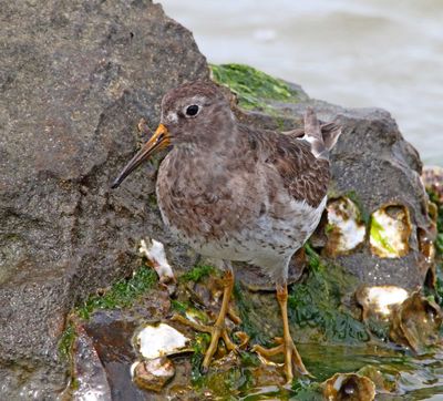 Purple Sandpiper_6641.jpg