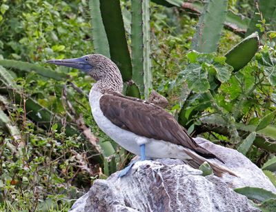 Blue-footed Booby - adult_6928.jpg