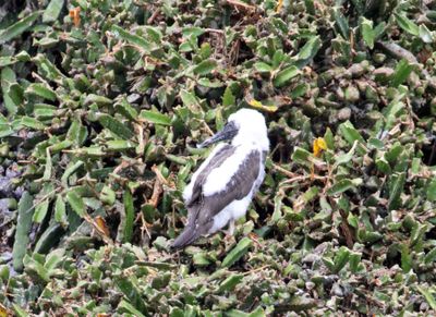 Brown Booby - baby_6976.jpg