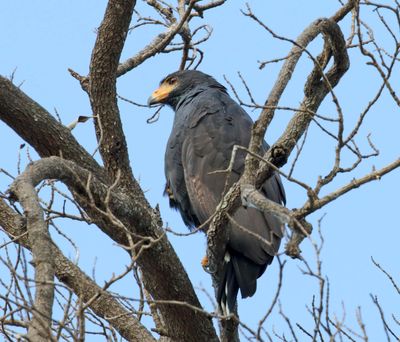 Common Black Hawk_6807.jpg