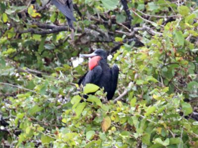 Magnificent Frigatebird_6862.jpg