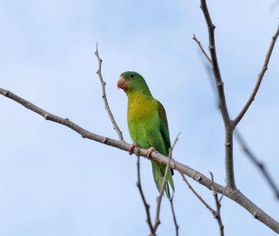 Orange-chinned Parakeet_6821.jpg