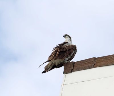 Osprey_6844.jpg