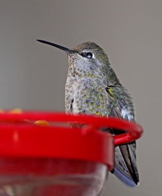 texas_birds_2025