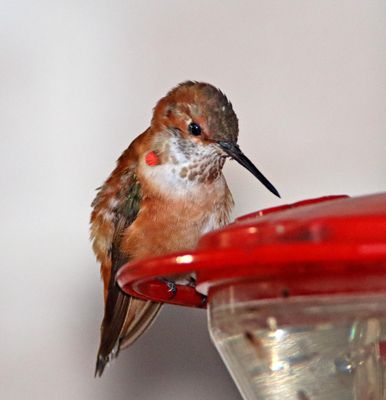 Rufous Hummingbird - male_7338.jpg