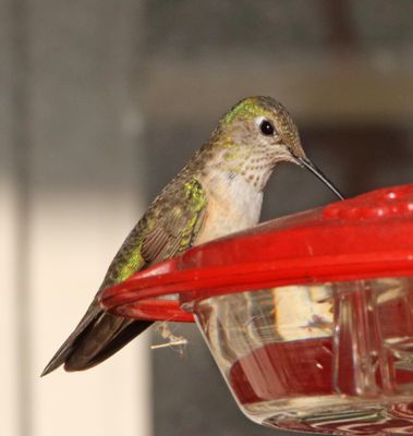 Broad-tailed Hummingbird - female_7015.jpg