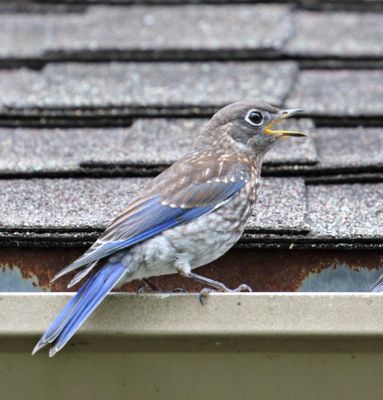 Eastern Bluebird - juvenile_7454.jpg